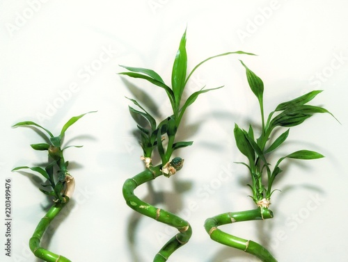 lucky bamboo plant