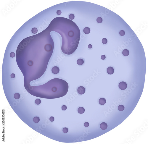 Neutrophil phagocytic white blood cell vector