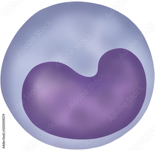 Monocyte type of white blood cell vector