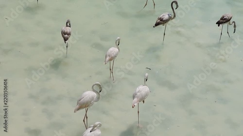 Adult and juvenile flamingos standing in clear water