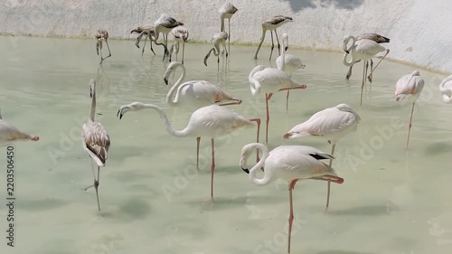 Group of pink flamingos foraging in a sandy pond