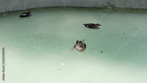 Dabbling Ducks and Indian Spot-billed Duck Gliding on Calm Water