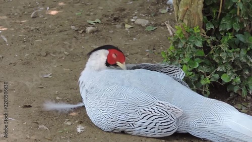 Male silver pheasant resting on the ground with head tucked