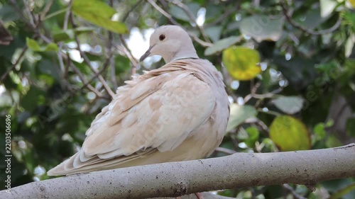 Peaceful white dove resting in nature on a sunny day