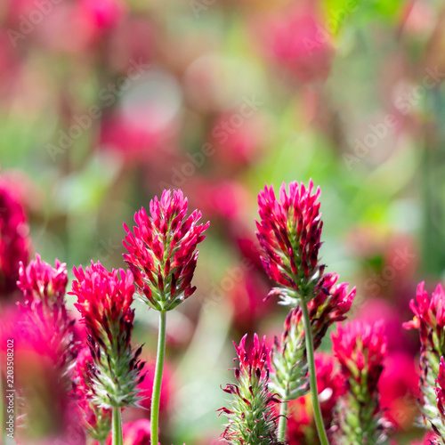 Vibrant red clover blooms blanket a meadow, with magenta flower spikes in sha...