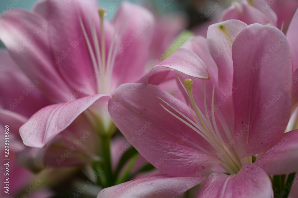 Fototapeta premium Soft pink lily flowers in full bloom, close-up with shallow depth of field and delicate pastel tones