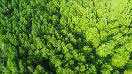 Fotografie Natural forest environment in early summer