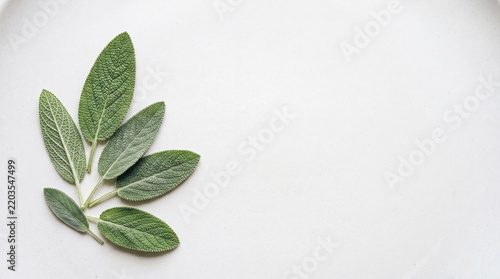 Fresh green sage leaves arranged on white background top view