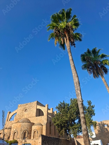 palm trees in barcelona