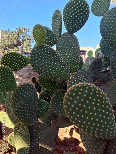 prickly pear cactus