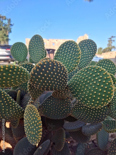 prickly pear cactus