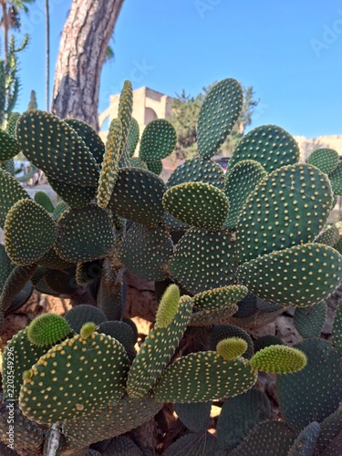 prickly pear cactus