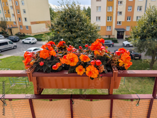 Orange Begonias Blooming In A Balcony Window Box, Urban Home Gardening