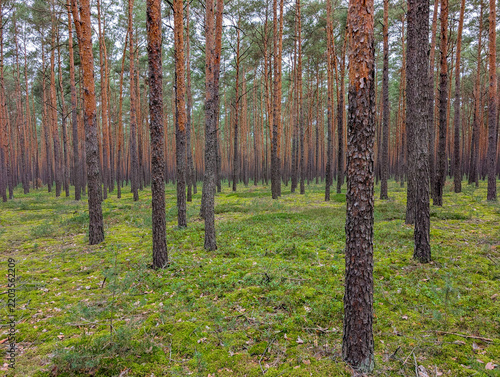 Obraz na płótnie Quiet Pine Forest With Tall Straight Trunks And Green Moss, Woodland Landscape