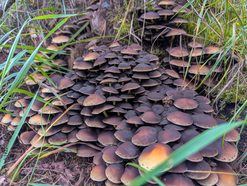 Quadro su tela Dense Cluster Of Brown Wild Mushrooms Growing Around A Tree Stump In The Forest
