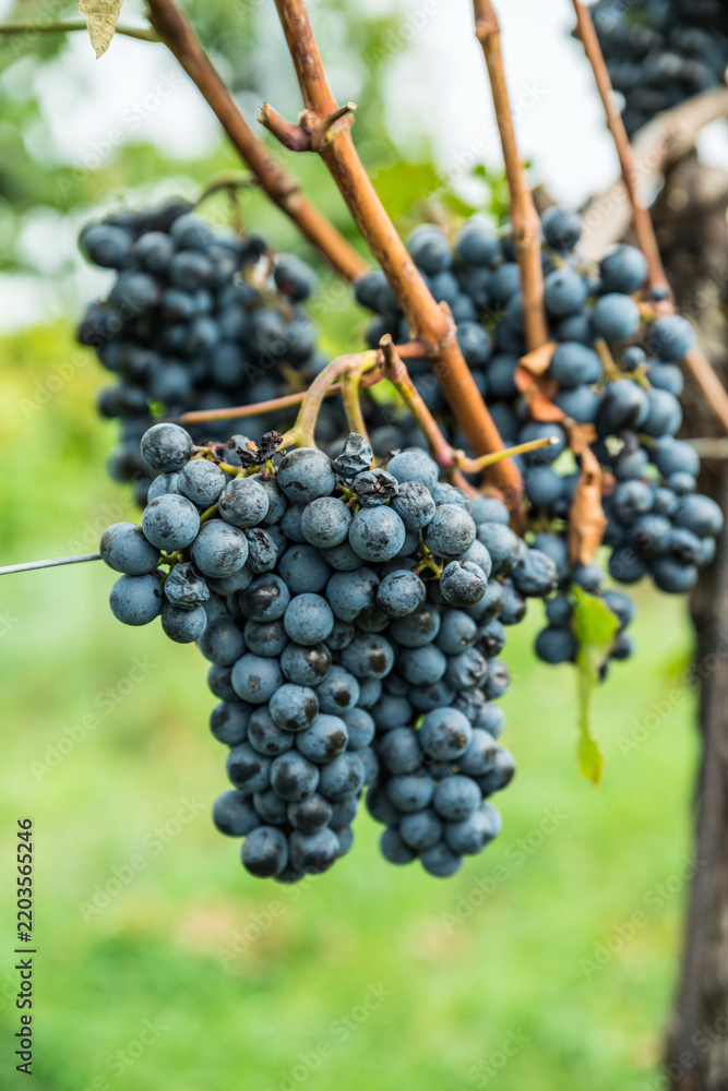 Obraz premium Close up of ripe black grapes growing in clusters on green vine in sunny vineyard.
