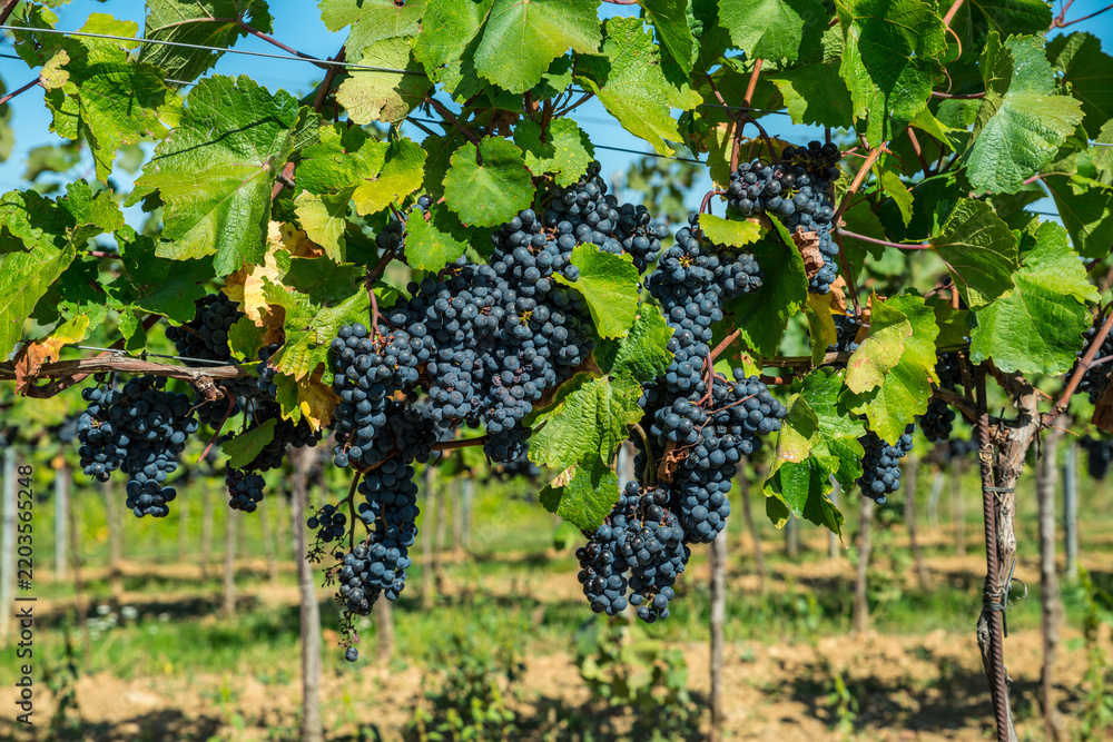 Obraz premium Close up of ripe black grapes growing in clusters on green vine in sunny vineyard.