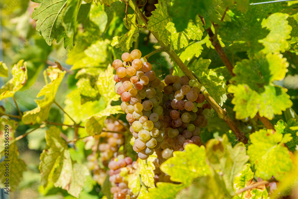 Obraz premium Ripe white grapes hanging in clusters on vine branch in sunny vineyard.
