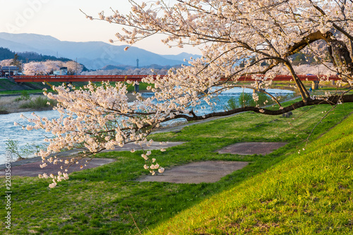 Obraz w ramie 日本の風景・春 さくら名所100選 秋田県角館 夕暮れの桧木内川堤桜並木