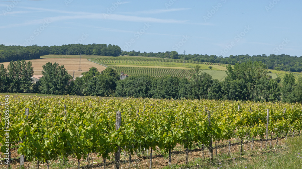 Obraz premium Vignoble charentais