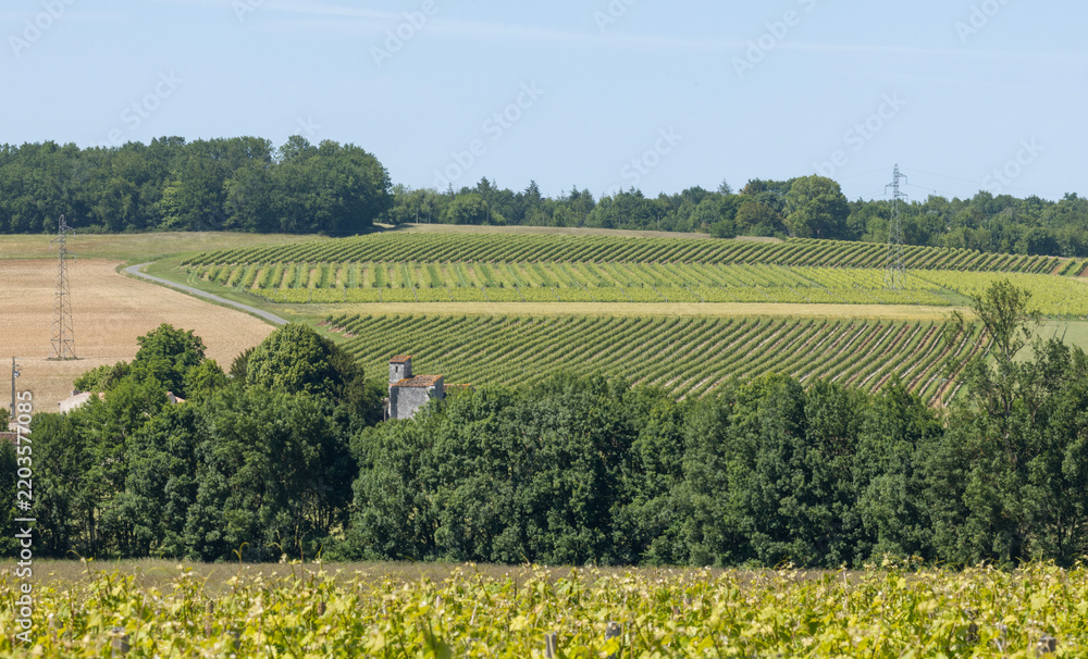 Obraz premium Vignoble charentais