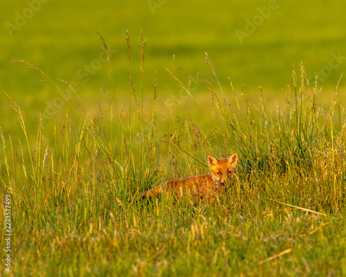 Red fox cub
