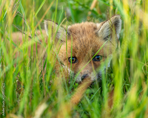 Red fox cub portrait