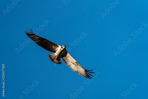 Osprey in flight