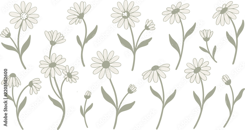 Obraz premium Sage green daisy flower vector set with line art chamomile stems, wild blossom floral elements, and botanical leaves isolated on white background.eps