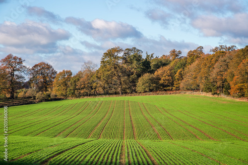 A rolling green agricultural field with neatly drilled rows of young crops in Windsor Great Park in Windsor, Berkshire, England