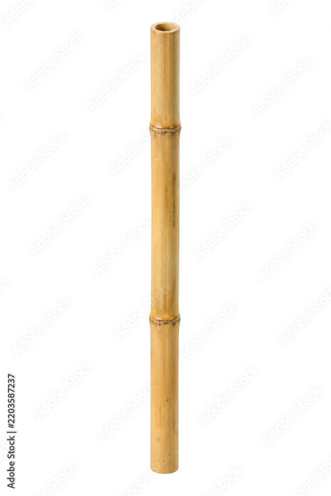 Obraz premium Single natural bamboo stick, light brown and hollow, stands vertically on a clean white background