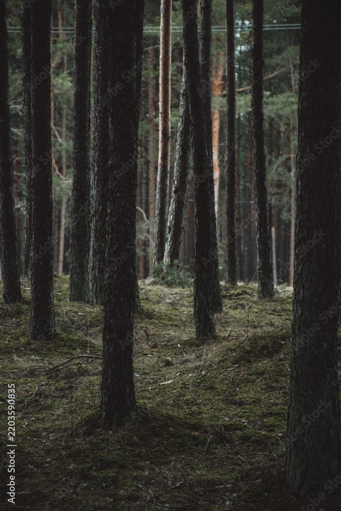 Obraz premium Scenic forest landscape in nature