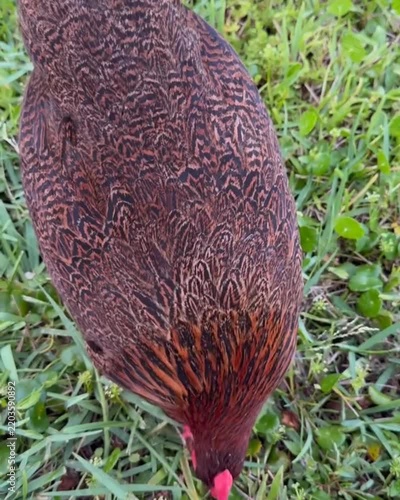 mushroom in the woods