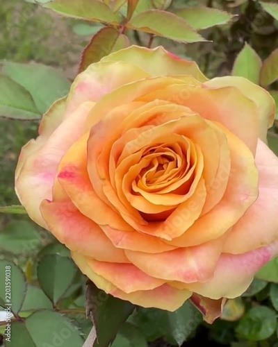 yellow rose on green background