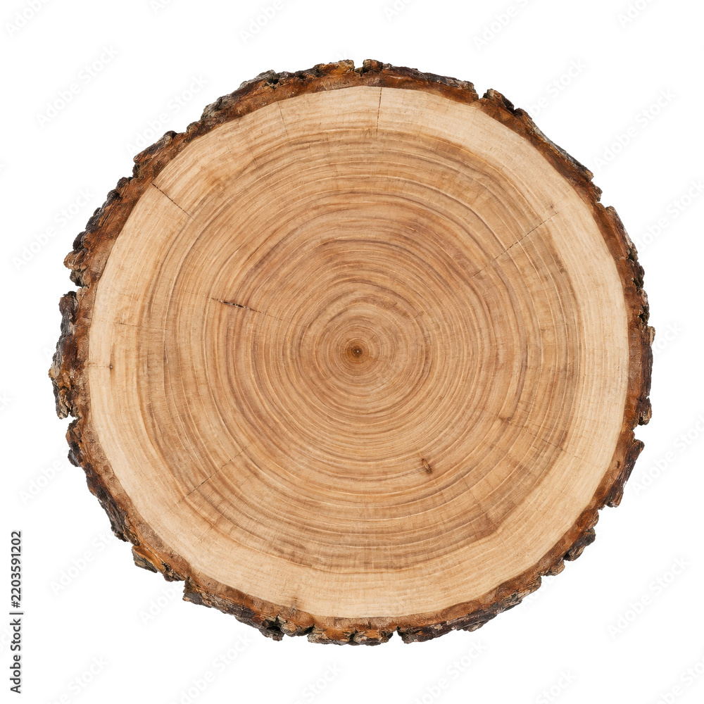 Fototapeta premium Round light brown wooden tree trunk slice with visible growth rings and rough bark isolated on a white background