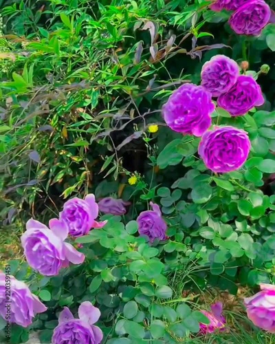 pink flowers in a garden