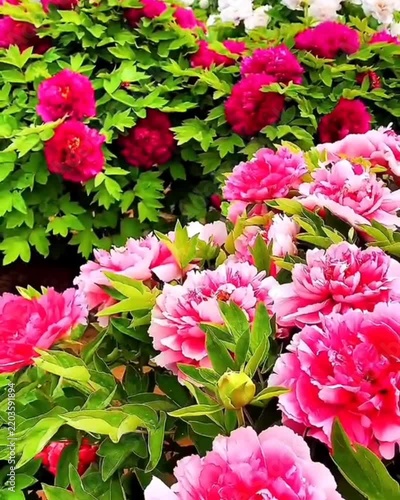 pink and white flowers