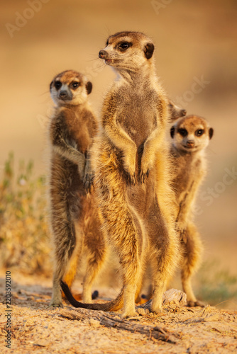 Meerkats standing alert in Kalahari Desert Sunrise