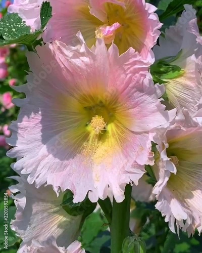 pink and white dahlia