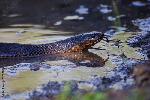 Indigo Snake flicking tongue in muddy water at santa clara ranch