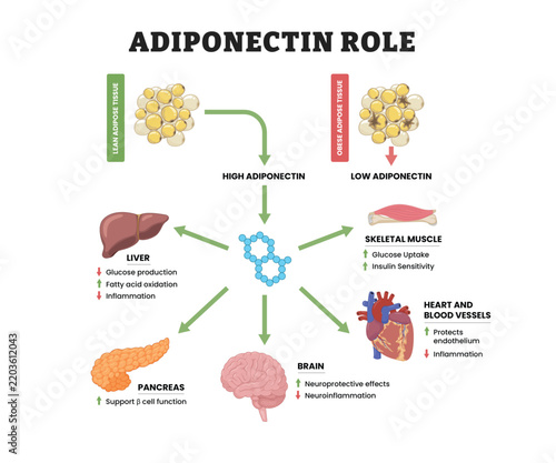 Adiponectin role labeled diagram, educational medical poster design healthcare scheme, adipose tissue endocrine signaling and metabolic effects. Liver, skeletal muscle, pancreas, brain, and heart