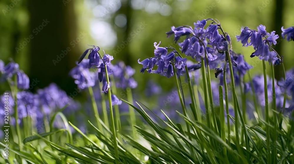Obraz premium A serene field of purple bluebells swaying gently in soft sunlight with lush green grass and blurred forest background