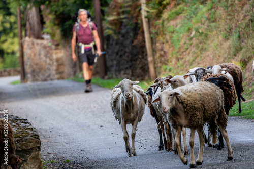 hiker facing a flock of sheep, GR 10 (Great Pyrenees Traverse), Melles, Haute-Garonne department, Midi-Pyrénées, France