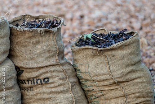 sacks of freshly harvested carob pods, bunyola, Natural area of the Serra de Tramuntana., Majorca, Balearic Islands, Spain
