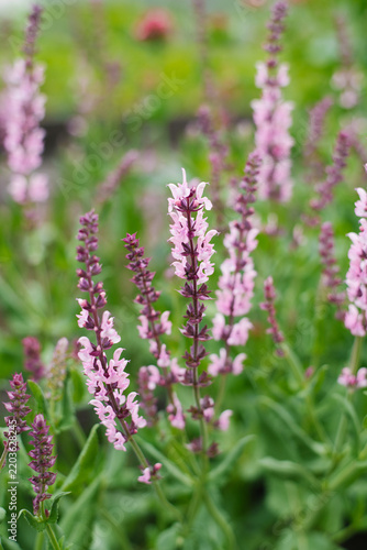 Salvia Rose Queen Sage Flowers Blooming