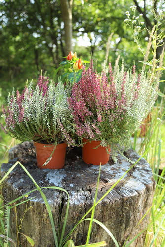 Fotografía Blooming purple and white heather potted plants standing on an old wooden tree s