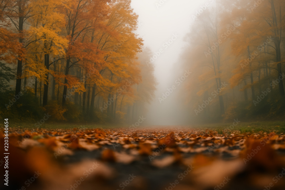 Fototapeta premium Fallen autumn leaves covering a forest road fading into fog