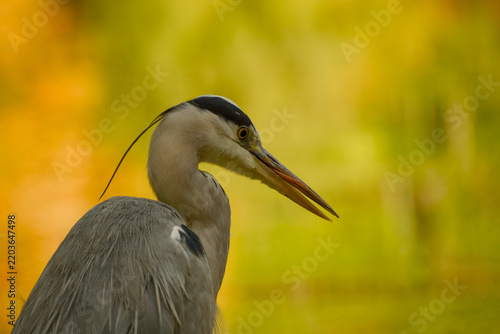 Foto Grey heron shown in close-up side profile, with its long pointed bill slightly o