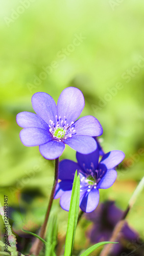 Foto Close up of blue liverleaf flower blooming in forest captured in a vertical snapshot, wild purple hepatica nobilis blossom above blurry green grass