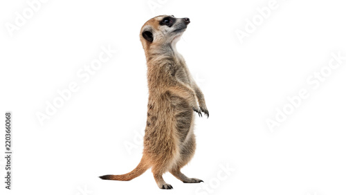 Wild meerkat suricate standing upright looking left isolated on transparent background